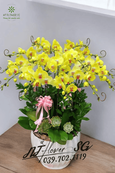 Chậu Lan Hồ Điệp Trang Trí Bàn Sang Trọng